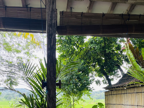 Pemandangan sawah hijau dari teras kayu SARÉ di pagi hari